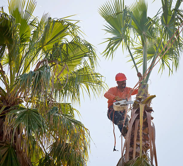 How Our Tree Care Process Works  in  Santo Domingo Pueblo, NM